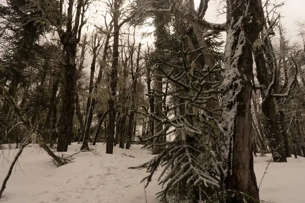 Colpo Basso Angolo Rami Albero Coperti Neve Nella Foresta Sotto — Foto Stock
