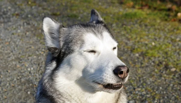Närbild Söt Husky Hund Ansikte — Stockfoto