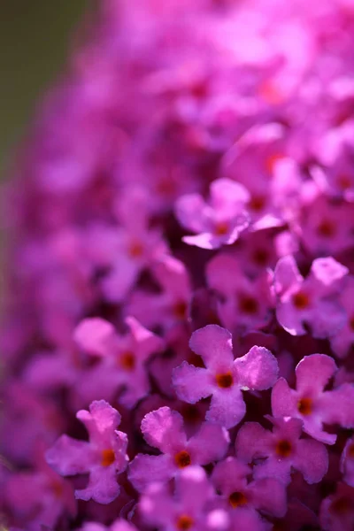 Μια Κάθετη Επιλεκτική Εστίαση Μακροσκοπική Λήψη Ροζ Λουλουδιών Buddleja — Φωτογραφία Αρχείου