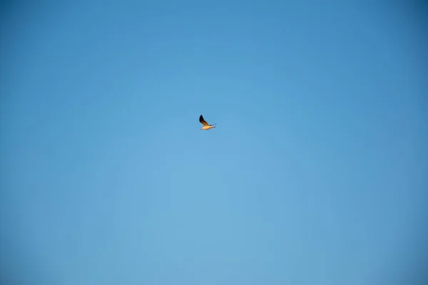 Belo Tiro Único Pequeno Pássaro Voando Céu Azul Claro — Fotografia de Stock