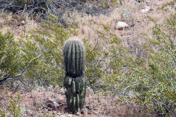 Primer Plano Cactus Crecimiento Campo Paisaje Durante Día —  Fotos de Stock