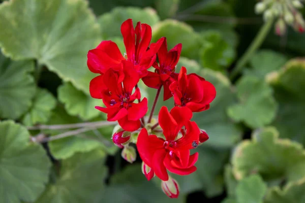 Close Grupo Belas Flores Vermelhas Tropicais Botões Fundo Borrado — Fotografia de Stock