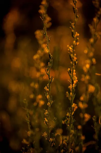 夕日の光に覆われた植物の垂直クローズアップショット — ストック写真