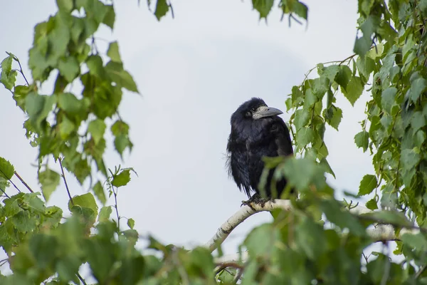 Wilde Vogels Leven Bij Slecht Weer Regen — Stockfoto