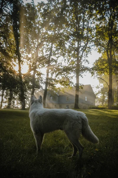 公園に立っている白い犬の垂直ショットでは 太陽が木を通して輝く — ストック写真