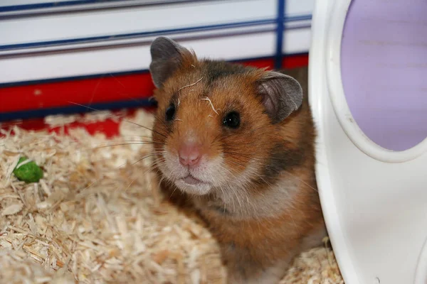 Nahaufnahme Eines Niedlichen Braunen Hamsters Seinem Käfig — Stockfoto
