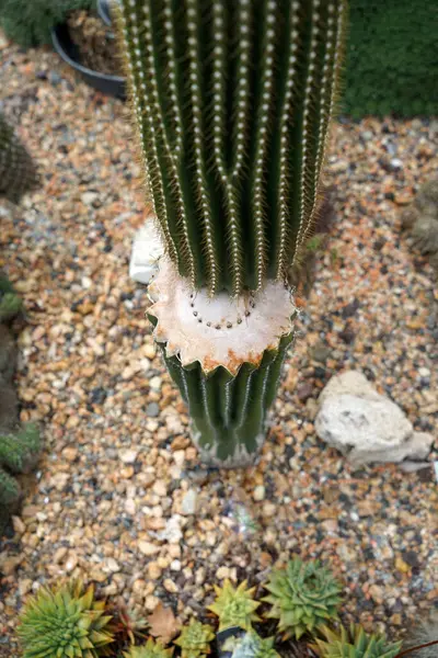 Plan Angle Élevé Une Plante Coupée Cactus — Photo