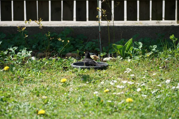 Ein Tiefflug Eines Vogels Auf Einem Feld — Stockfoto