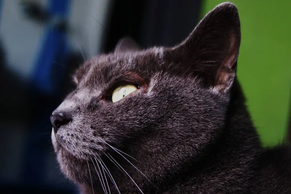 Closeup Black Cat Lights Blurry Background — Stock Photo, Image