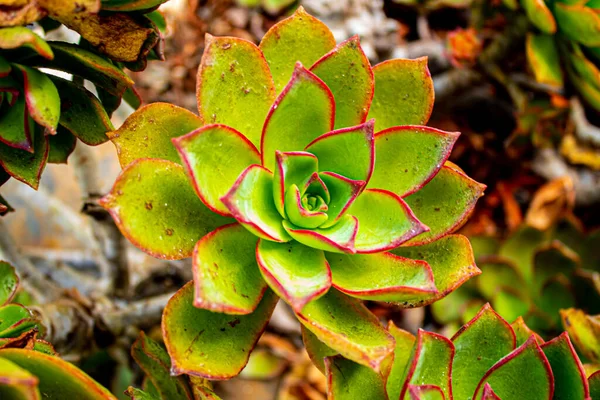 刺五加植物的浅层聚焦拍摄 — 图库照片