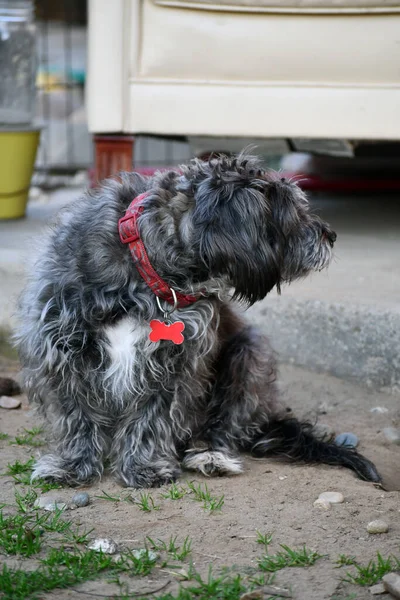 Vertical Shot Black Schnoodle Dog Standing Outdoors — Stock Photo, Image