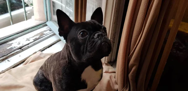 Gros Plan Adorable Bouledogue Français — Photo