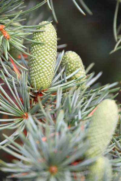 Egy Függőleges Lövés Pinyon Fenyőtoboz — Stock Fotó