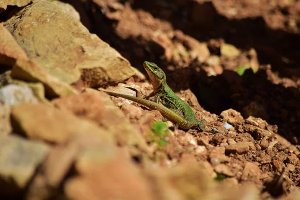 Зелений Самець Мальтійський Мур Ящірка Podarcis Filfolensis Maltensis Ендемічний Рептилій — стокове фото