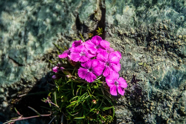 Closeup Shot Dianthus Sylvaticus Flowers Rock — Stock Photo, Image