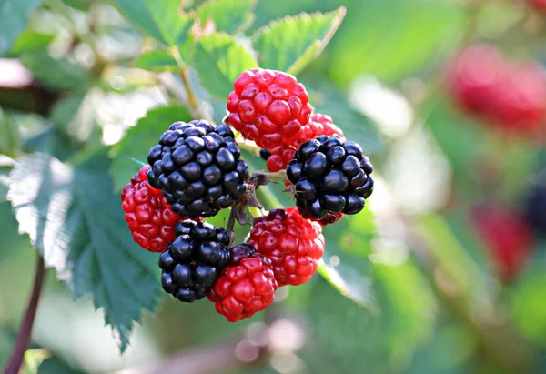 Suave Foco Moras Frescas Arbusto Jardín —  Fotos de Stock