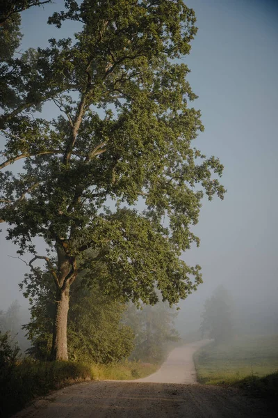 Tiro Vertical Uma Estrada Cercada Por Árvores Dia Nebuloso — Fotografia de Stock