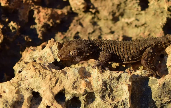 Moorish Gecko Tarentola Mauritanica Basking Sun Wall Maltese Limestone Found Royalty Free Stock Photos