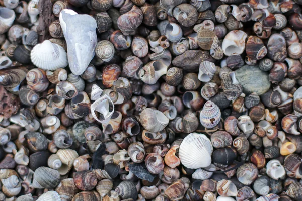 Ein Blick Von Oben Auf Verschiedene Muscheln Der Küste Perfekt — Stockfoto