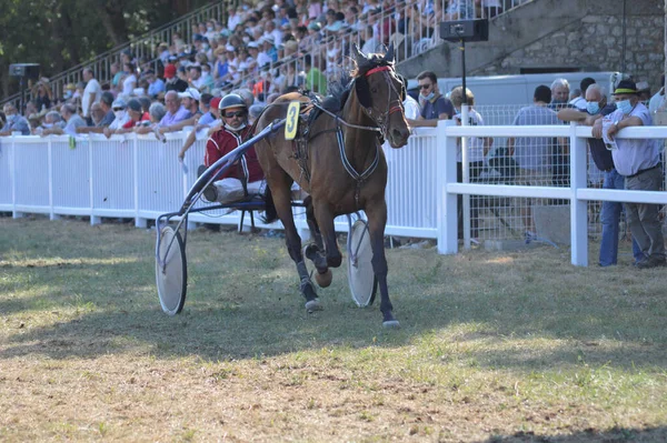 Sault Francia 2020 2020 Hipódromo Sault Sur Francia Única Carrera — Foto de Stock