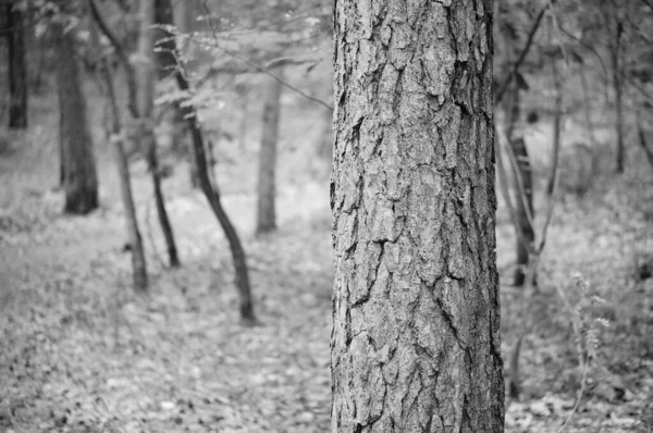 Eine Graustufenaufnahme Vom Stamm Eines Baumes Wald — Stockfoto