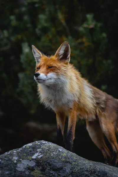 Vertical Shot Fox Walking Rocks Forest — Stock Photo, Image