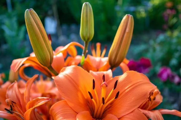 庭でのオレンジ色のユリ リリウム球根 または火災ユリの花や芽の柔らかい焦点 — ストック写真