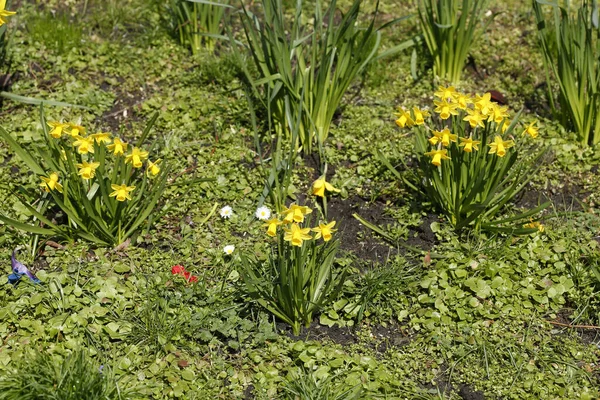 Prachtig Bloeiende Vastenlelie Bloemen Het Veld — Stockfoto