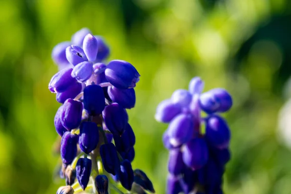 Enfoque Suave Jacinto Uva Muscari Neglectum Contra Fondo Borroso Verde —  Fotos de Stock