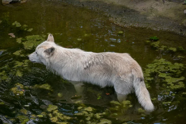 Nahaufnahme Eines Weißen Wolfes Zoo Osnabrück — Stockfoto