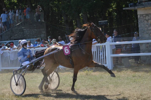 Sault Francia 2020 2020 Hipódromo Sault Sur Francia Única Carrera — Foto de Stock