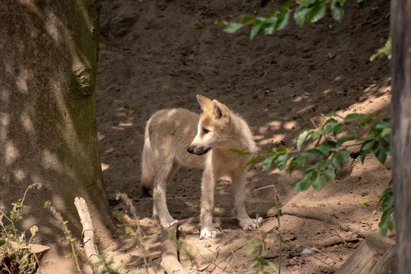 Een Close Opname Van Een Tsjechoslowaakse Wolfhond Osnabruck Zoo Duitsland — Stockfoto