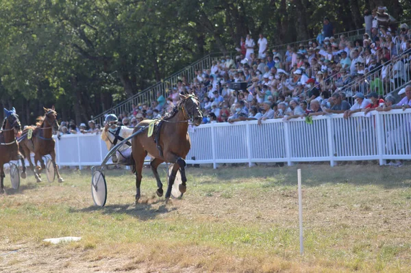 Sault Francia 2020 2020 Hipódromo Sault Sur Francia Única Carrera — Foto de Stock