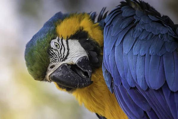 Tiro Close Papagaio Com Penas Coloridas — Fotografia de Stock