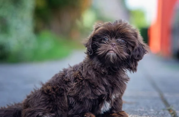 Gros Plan Chien Shih Poo Mignon — Photo