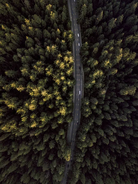 Вертикальний Постріл Дороги Посеред Ялинкового Лісу — стокове фото