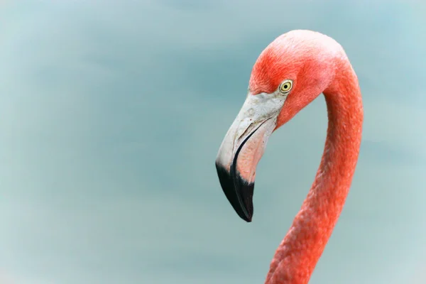 Tiro Close Flamingo Rosa Parque — Fotografia de Stock