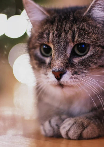 背景にクリスマスライト付きのかわいいグレーのタビー猫の写真 — ストック写真