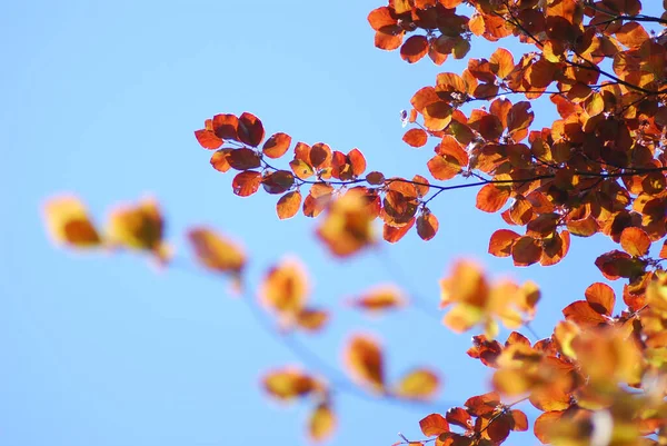 Beautiful Closeup Shot Orange Leaves Tree Branch Blue Background — Stock Photo, Image