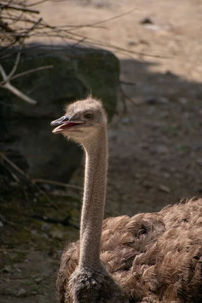 Tiro Seletivo Vertical Foco Uma Avestruz Jardim Zoológico Osnabruck Alemanha — Fotografia de Stock