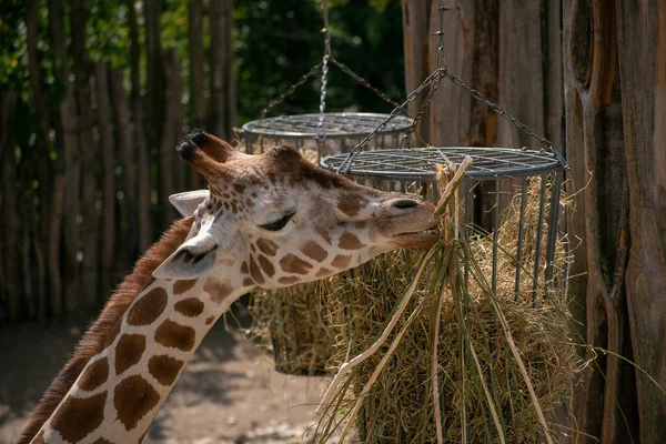 Gros Plan Une Girafe Mangeant Foin Séché Zoo Osnabruck — Photo