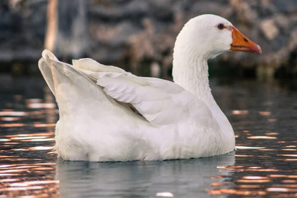 一只家养的白鹅在农场湖上游泳时的特写镜头 — 图库照片