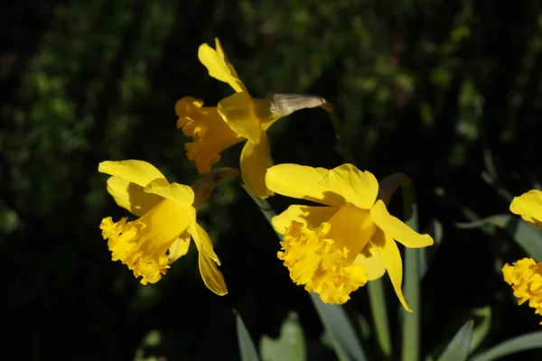 Lírio Quaresma Lindamente Florescido Flores Campo — Fotografia de Stock