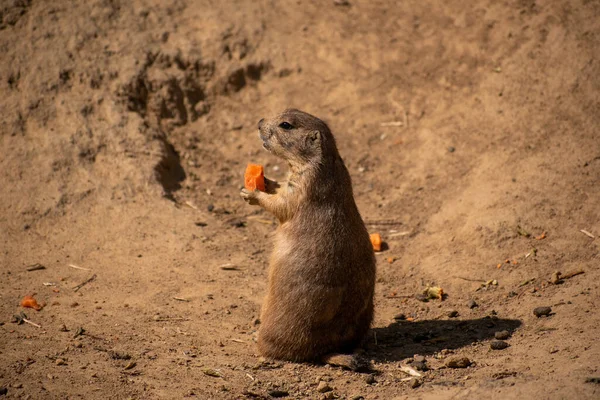 Primer Plano Hyrax Comiendo Una Zanahoria Del Zoológico Osnabruck Alemania — Foto de Stock