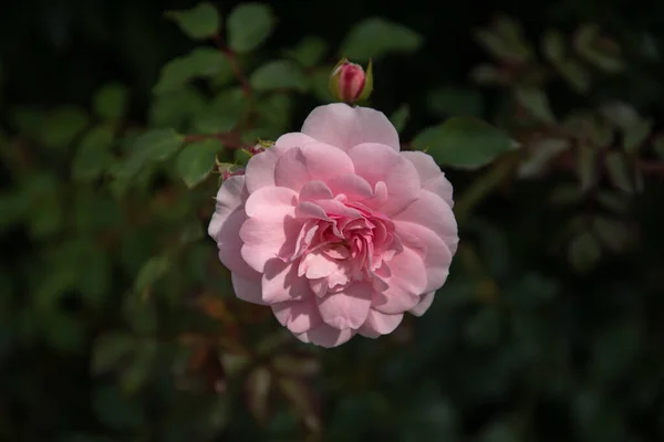 花园中一朵粉色花的特写 — 图库照片