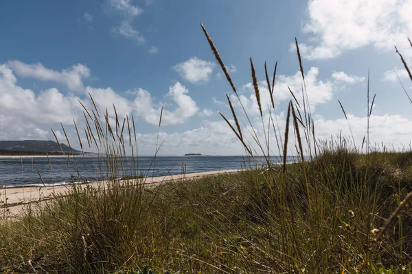 Une Belle Vue Sur Herbe Plage Par Une Journée Ensoleillée — Photo