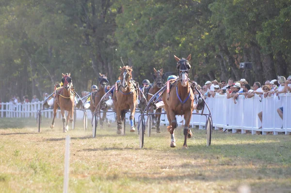 Sault フランス 2020年8月09日 2020年8月09日ヒッポドローム ソールト 南フランス 今年唯一の競馬 — ストック写真