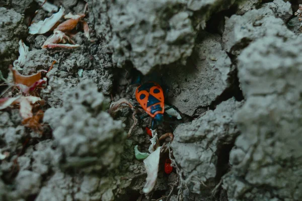 Selective Focus Closeup Shot Insect Called Firebug Crawling Ground Soil — Stock Photo, Image