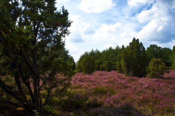 Güzel Bir Pembe Çiçek Tarlası — Stok fotoğraf