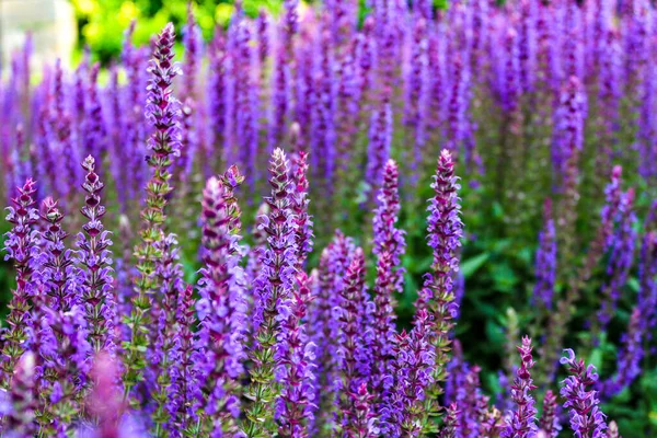 Een Prachtig Veld Van Lavendelbloemen Het Voorjaar — Stockfoto